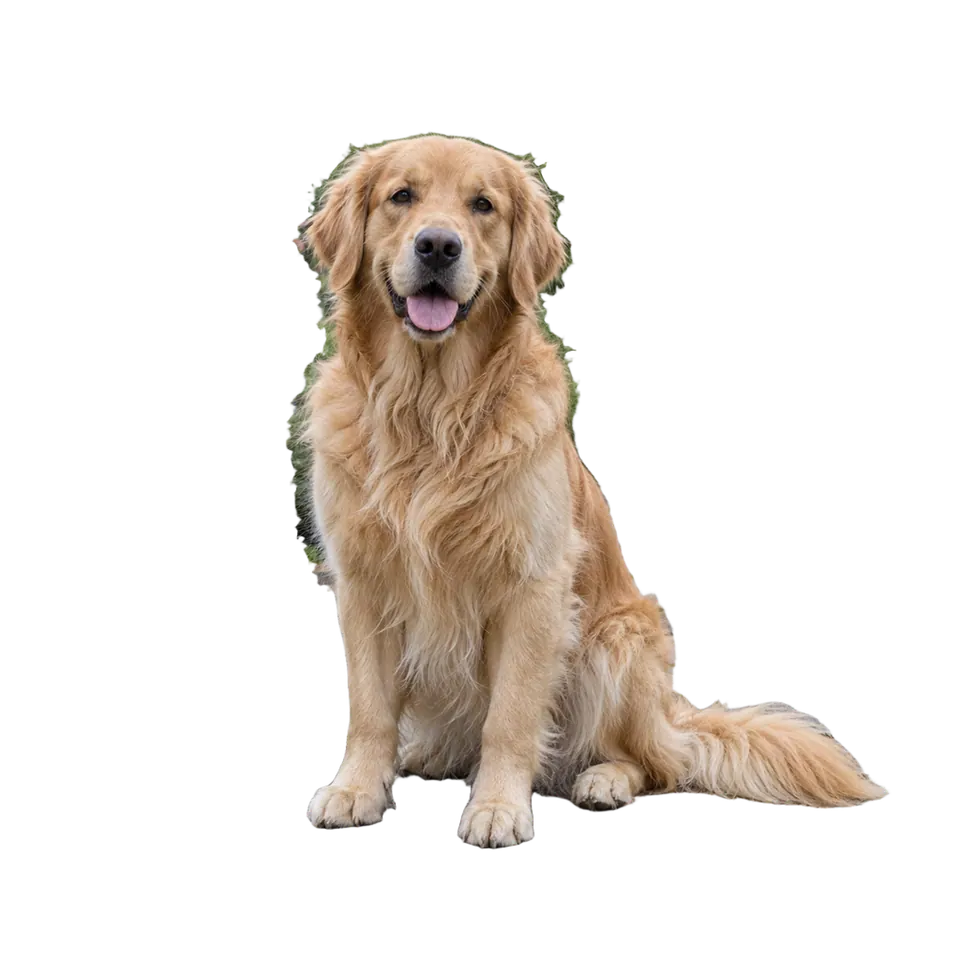Actual transparent cutout of the pet