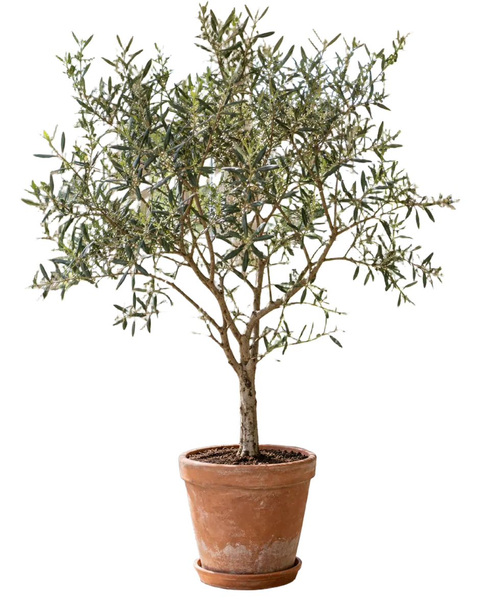 Actual transparent cutout of the potted olive tree
